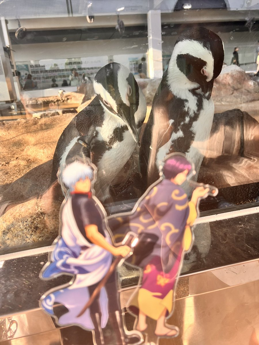 京都水族館行ってた！！！

クラゲの風鈴買えなくて泣いた