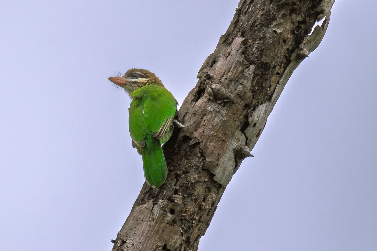 kumaravelt's tweet photo. Nature’s little woodpecker lookalike 💚
Perched in stillness.

#WhiteCheekedBarbet #Barbet #BirdPhotography #WildlifeOfIndia #BirdsOfBangalore #UrbanWildlife #NatureInFocus #BirdsInSilence #MacroMagic #ChennaiPhotographer https://t.co/0sOvqWpdAA