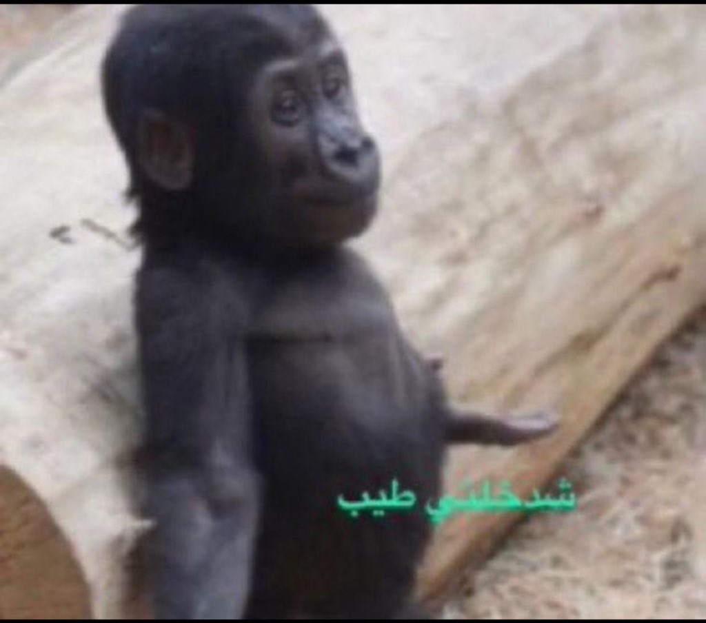 mxcr70's tweet image. ادارة الهلال بعد ماشافو لودي زابن 
البرازيل وهم مايدرون