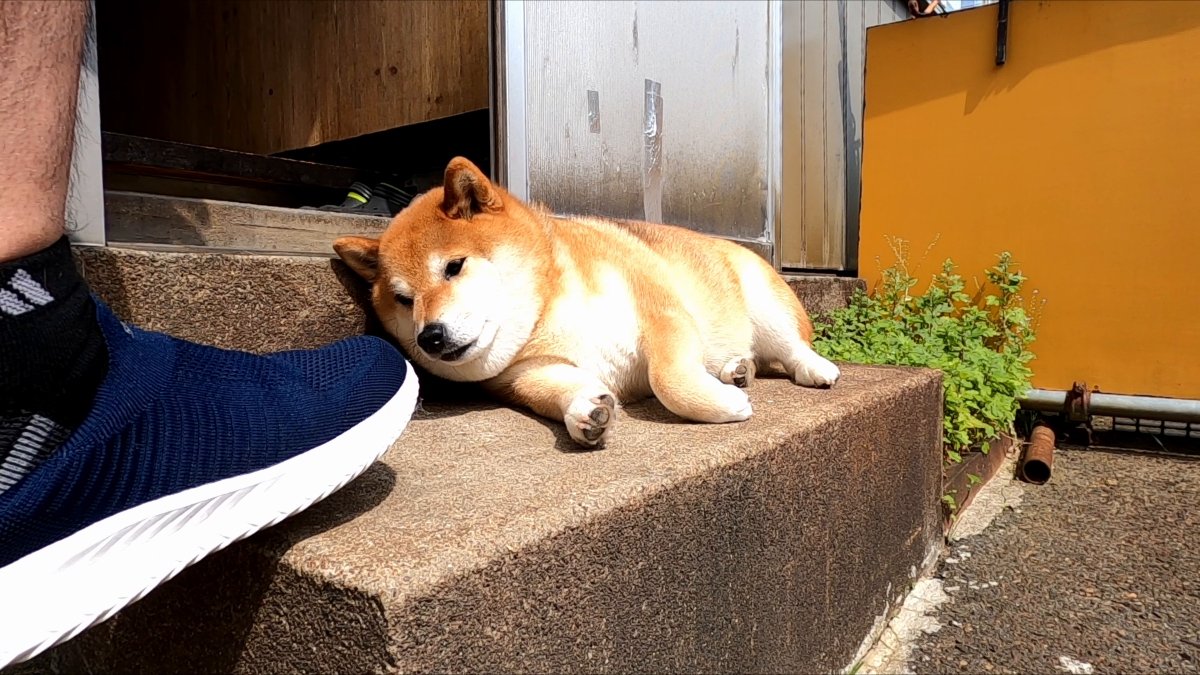 みっこ★様❣️オーダーページ＊お昼寝柴ワンコパネル 湖中 そう / 柴犬クリエイター | 待ち受け / お昼寝 5月の