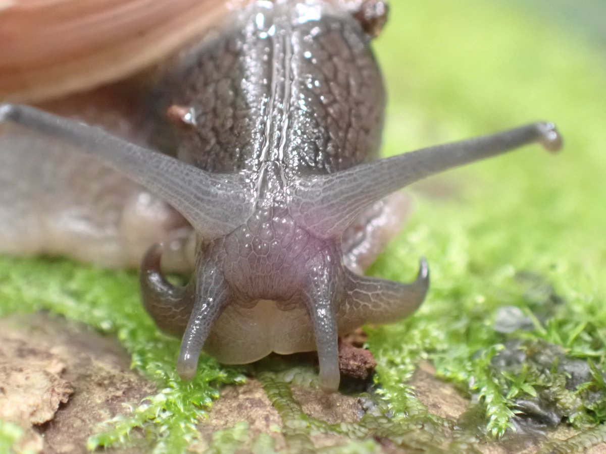 2nd day of monitoring on Moorea; still great progress with good dispersal and very little mortality despite us finding several of the predatory Euglandina. They may be invasive monsters but I still have a soft spot for their elegance (a picture of one instead of Partula for once)