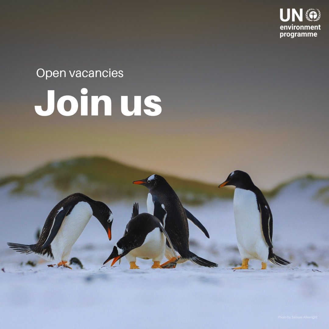 UNEP's tweet image. Are you passionate about creating a more sustainable future #ForPeopleForPlanet?

UNEP is seeking qualified professionals in a wide range of fields to join the team.

Avoid falling victim to fraudulent job openings and only access our vacancies via: unep.org/work-with-us