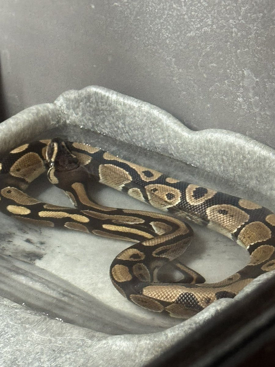 JamesAThomas67's tweet image. This is little Archie. These pictures were taken when I first got him. He’s a little bigger now, still a juvenile. He’s a #normalballpython #morph also known as a #royalballpython. He’s a good boy! 🐍❤️