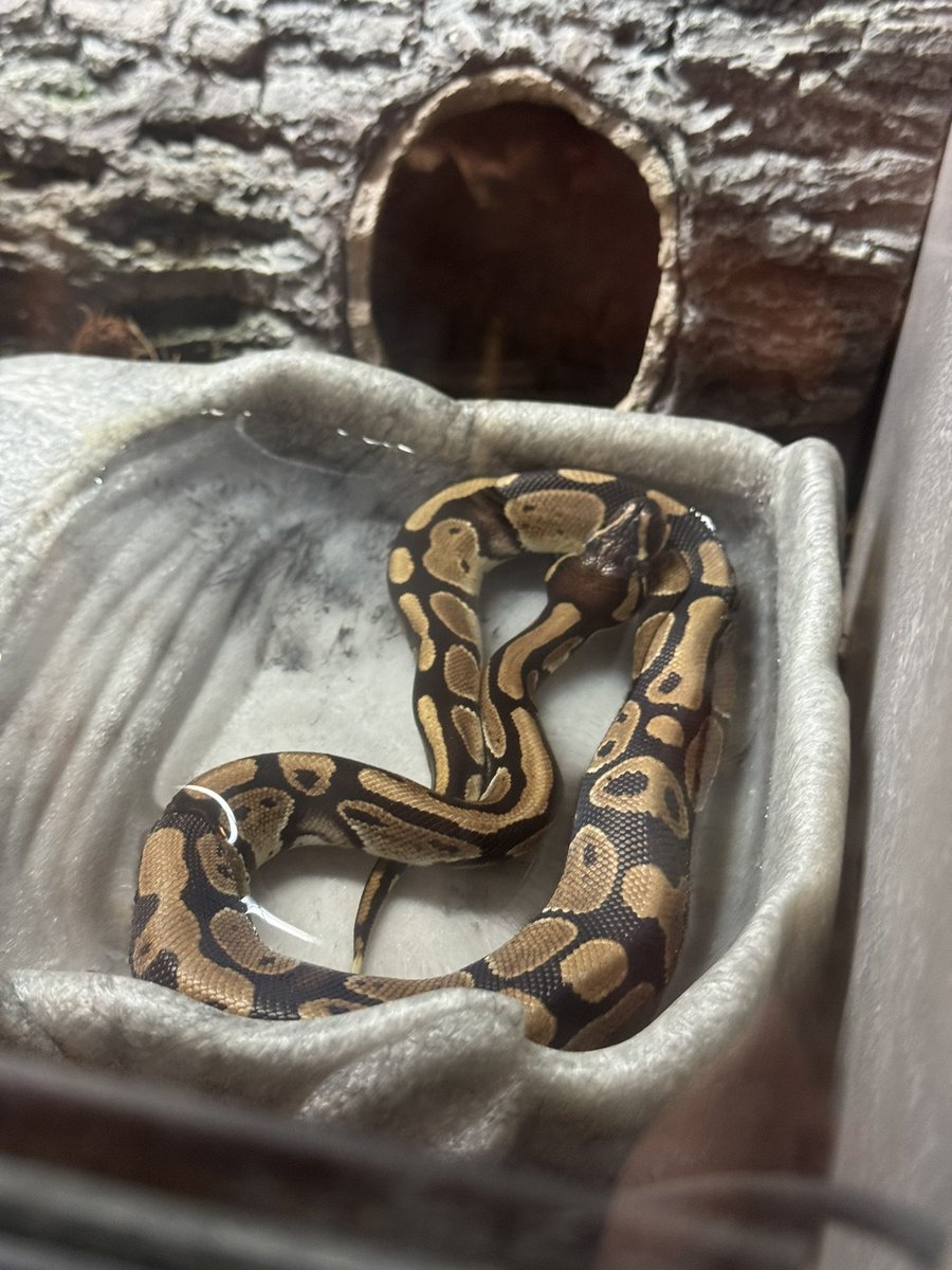 JamesAThomas67's tweet image. This is little Archie. These pictures were taken when I first got him. He’s a little bigger now, still a juvenile. He’s a #normalballpython #morph also known as a #royalballpython. He’s a good boy! 🐍❤️