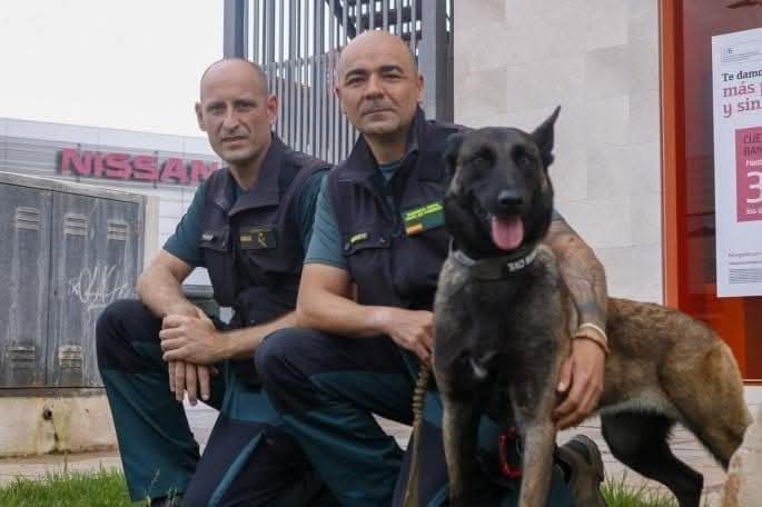 MqGuardiaCivil's tweet photo. #BuenosDías
Levántate con energía.
Mírate al espejo.
Sonríe.
Y grita bien alto.
¡VIAJEROS AL TREN!
y llénalo de...
...Sueños.
...Ilusiones.
...Y alegría.
¡Que comienza un nuevo día!
¡Buenos días España!
#ServicioCinológico #k9 #dogpolice #policedog https://t.co/NP8DiID5Pk