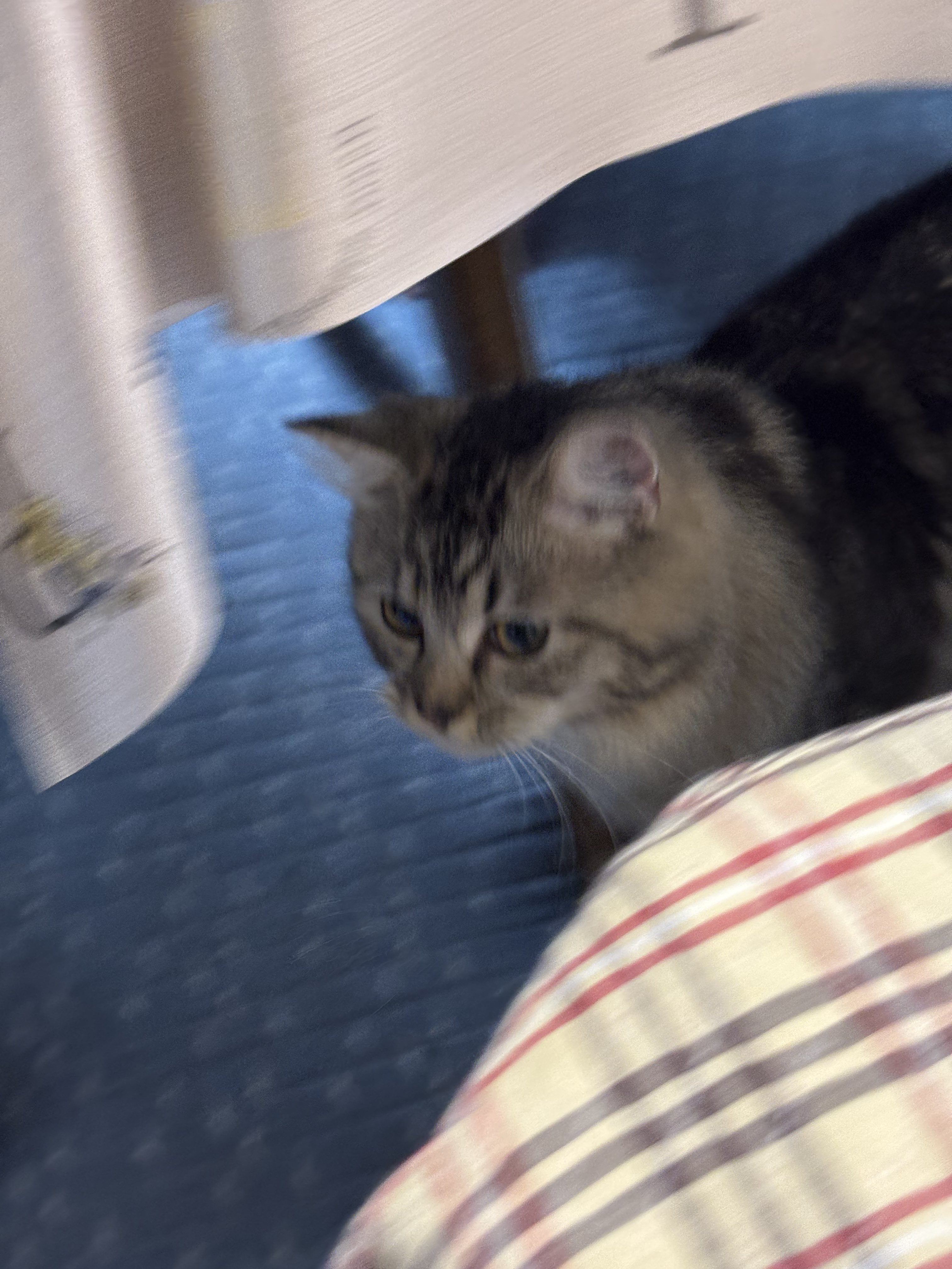 つばまこさく　ポメちゃん　猫ちゃん　小物入れ Amazon.co.jp: ほっぺちゃん ネコ耳ファミリーのマジックショー