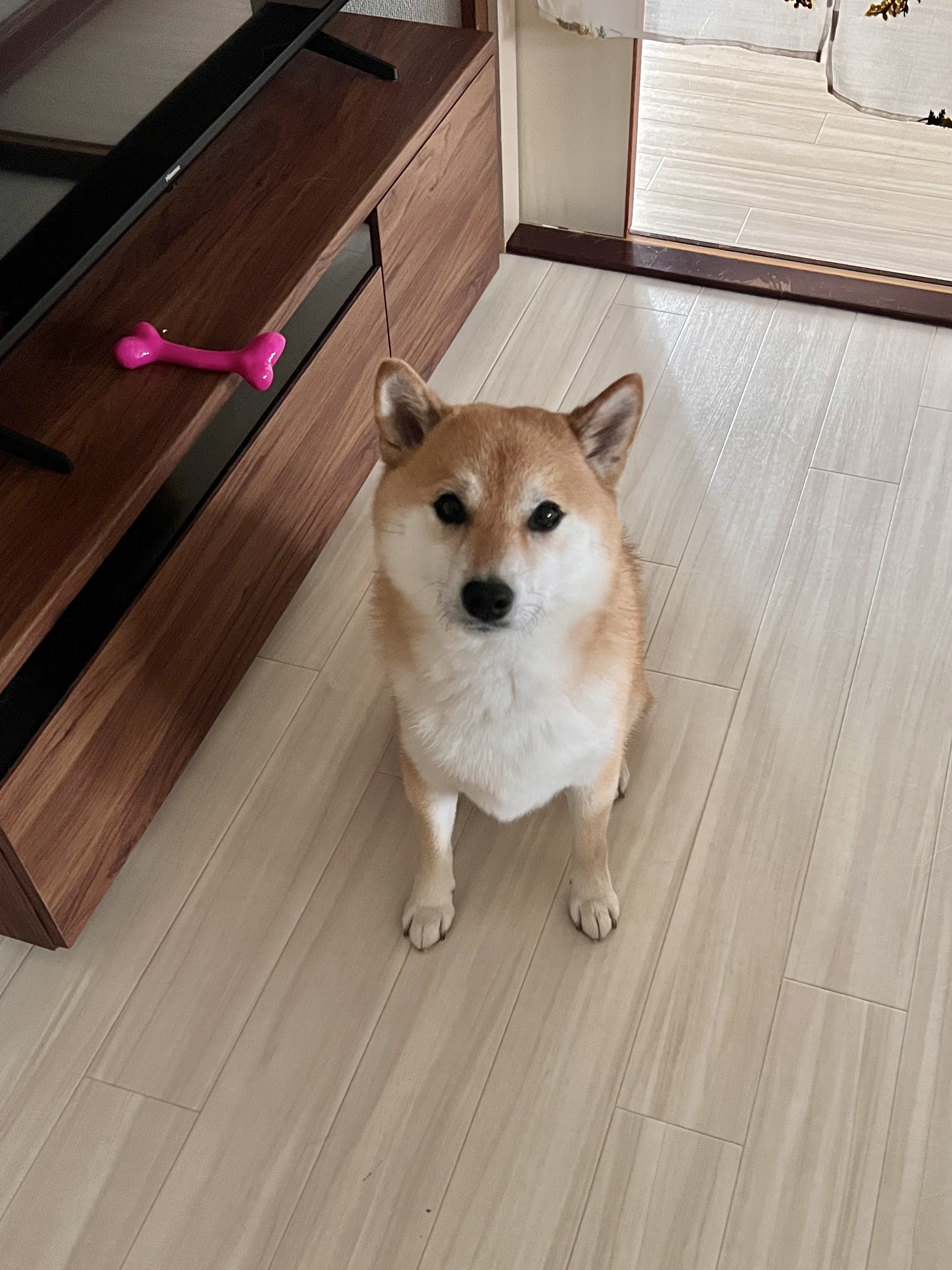 芝犬です。 泳ぎたい弟柴犬は姉柴犬に連れて行かれました爆 - YouTube