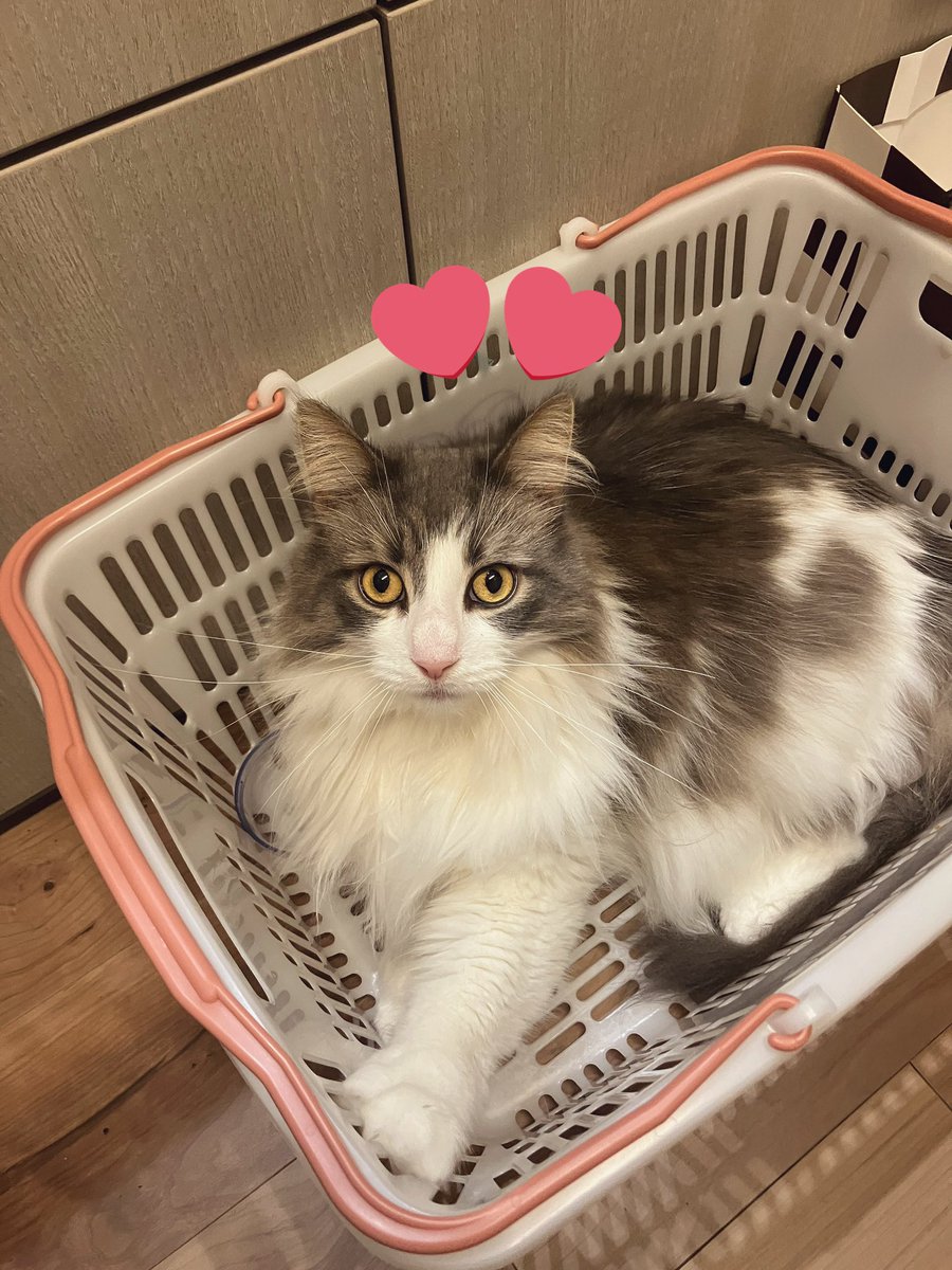 関家の日常 tweet media