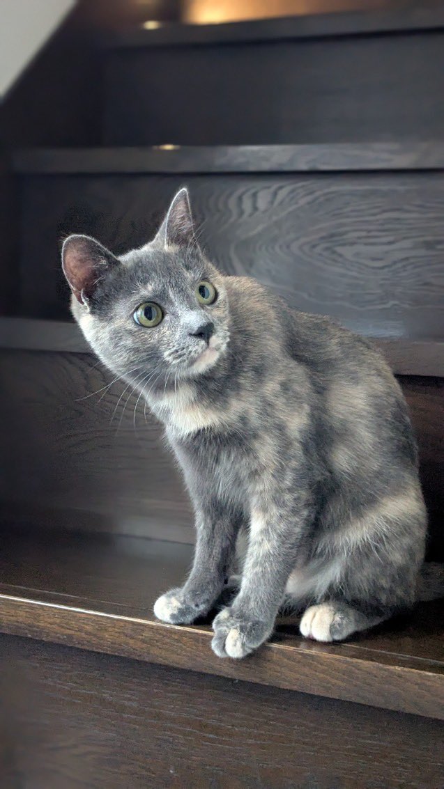 ゴミ箱に捨てられ
虐待され
骨折していたクローバー🍀

それでも頑張った

クローバーは正式譲渡になりました✨
名前もクローバーのまま。
本当の家族と幸せになってね。

クローバーを応援してくれた皆様、本当にありがとうございました🙇‍♀️

#保護猫 #正式譲渡 #ねこけん #愛cat #クローバー