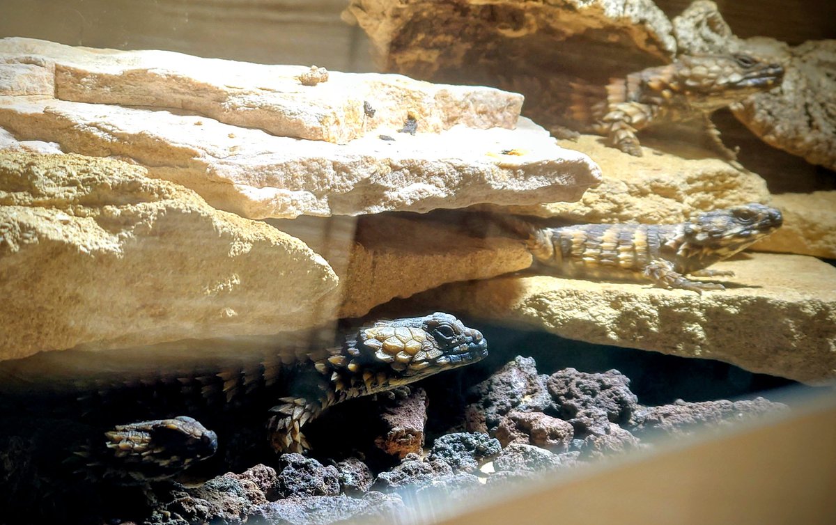 猛暑も落ち着き出して秋が近くなっていますね。
食欲の秋と言いますが、アルマジロトカゲも冬に向けていっぱい食べて欲しいところです。

エサ争奪戦が終わり、落ち着き並んで顔を出しているところを撮れました。左前から子親子親です。
販売中の子もしっかりと大きくなっています。
#アルマジロトカゲ