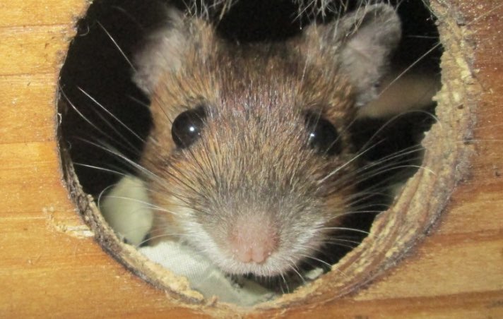 やあ、こんにちは！・・・みたいな