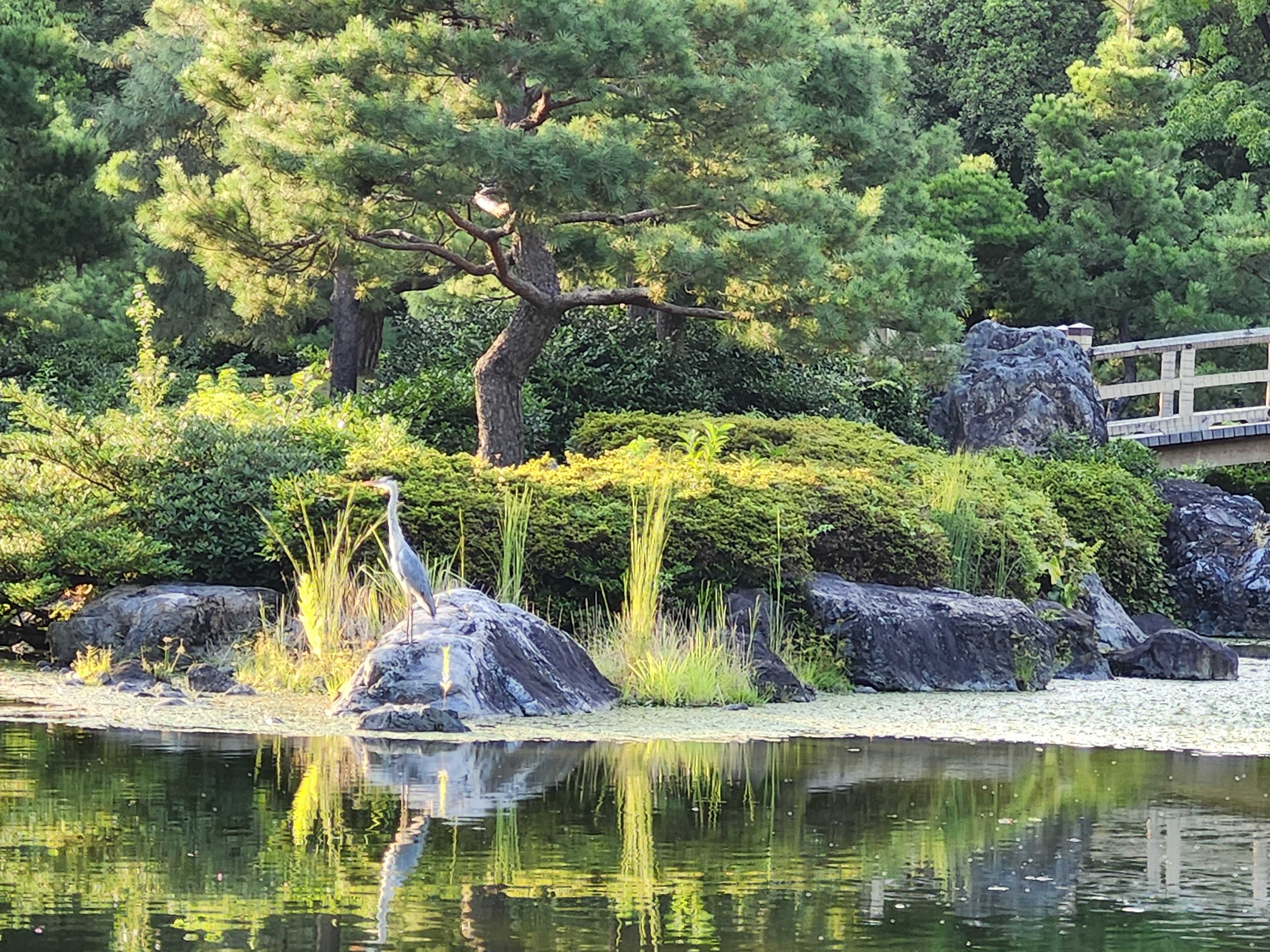 楽園　のんびり 白鳥庭園 on X: 