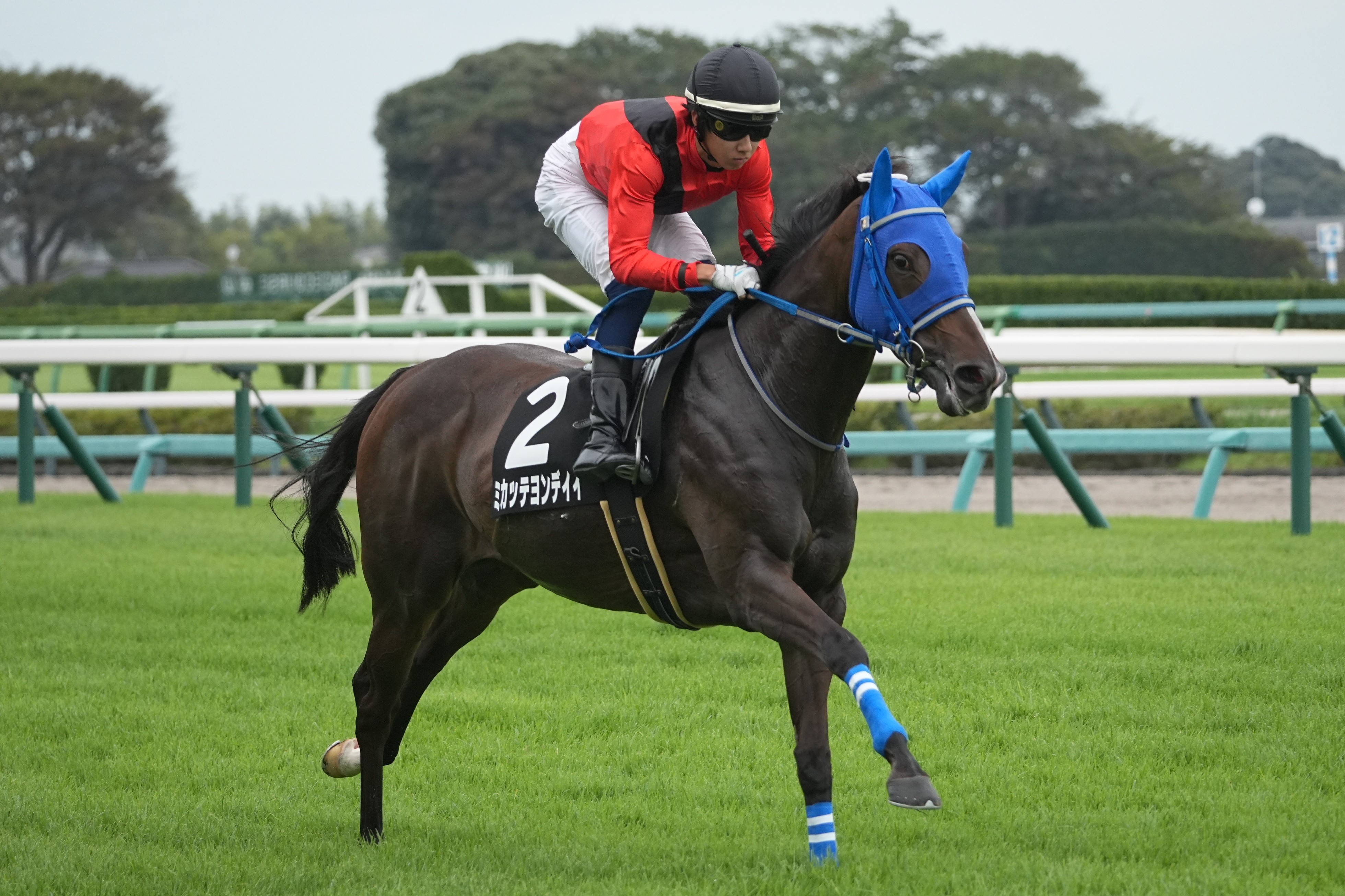 大きな馬 show_photo.php?horse_id=