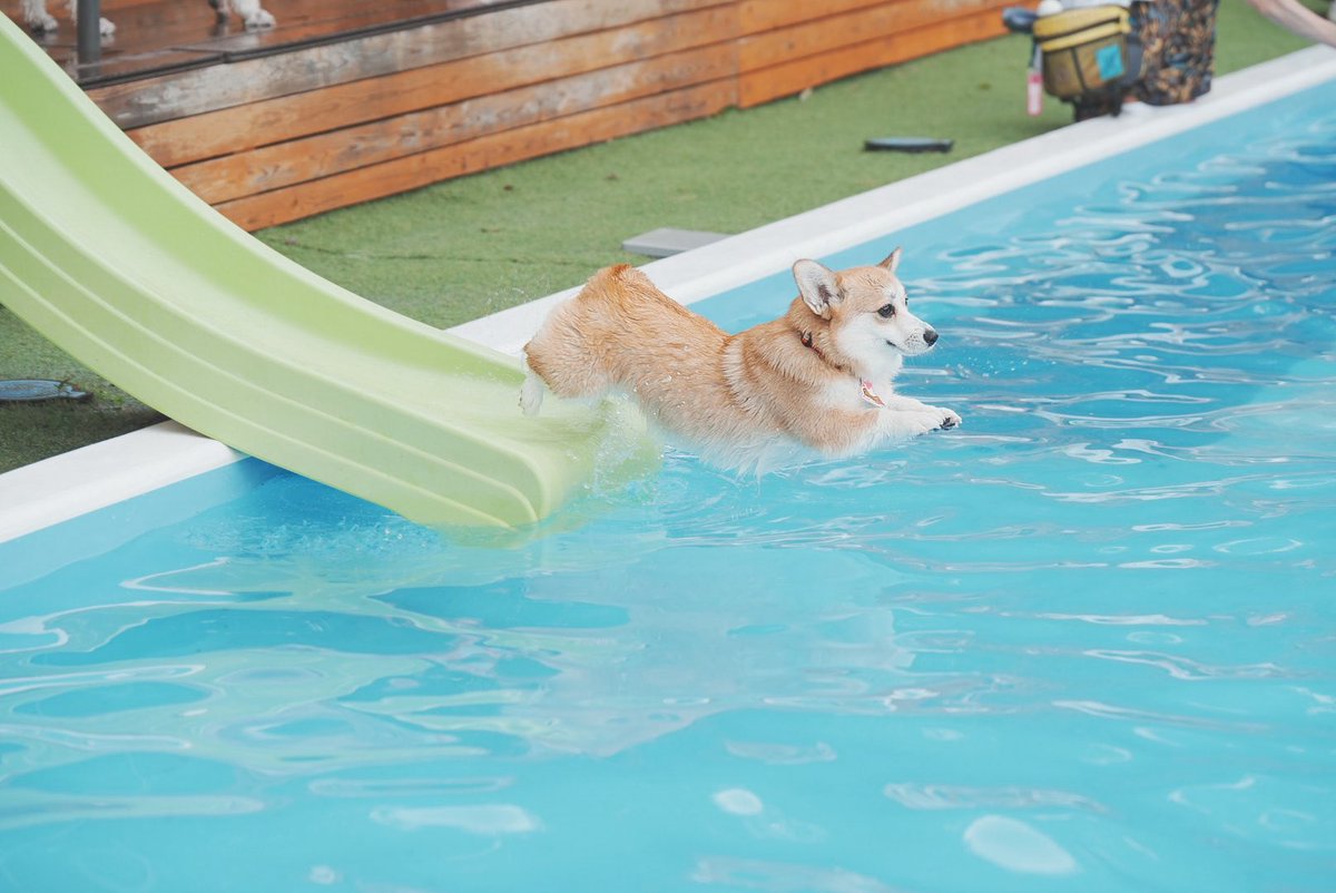 犬生初ウォータースライダー