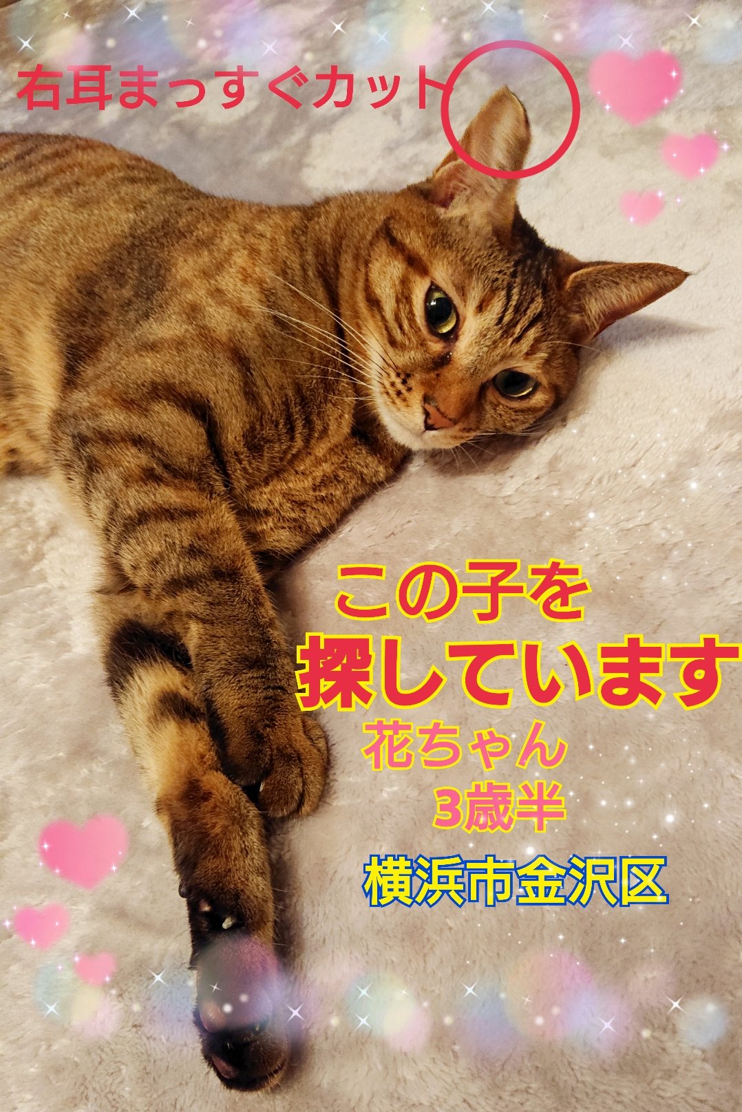 な*な様 虎 トラ 猫 残響 ムラサキ 原画 1点物 (2024年11月) あなたはどっち派? スマトラトラとキジトラ (虎と猫)｜はなち みつき