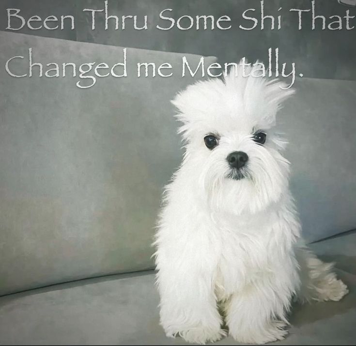 caninepoetry_'s tweet photo. https://t.co/PF7vJXXcje