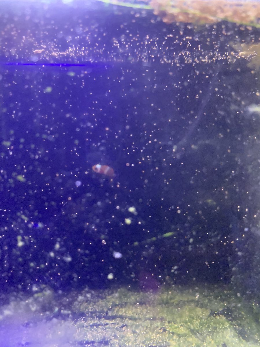 8/7に孵化したカクレクマノミの稚魚が1匹だけですけど元気に育ってます。このまま成長して欲しいものです。