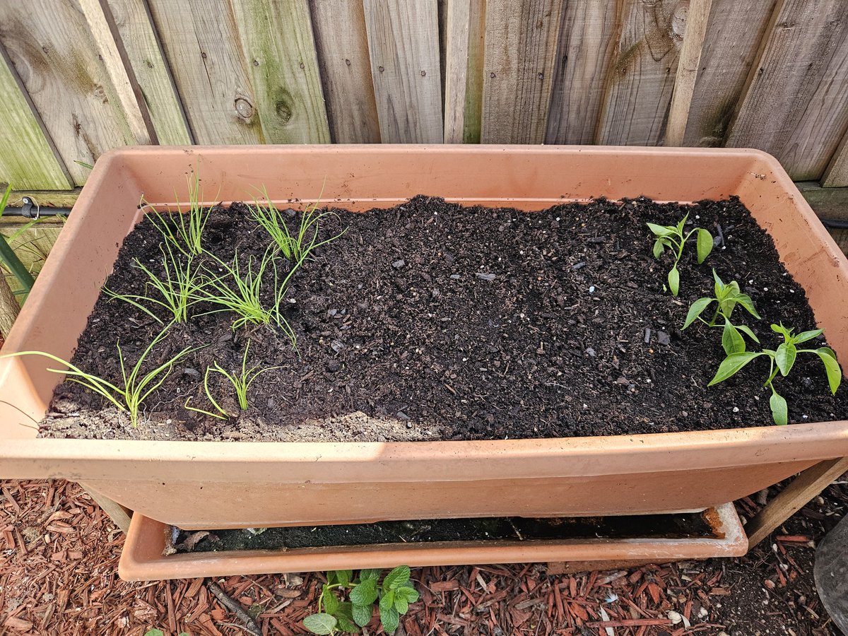 JasonNTCheong's tweet image. If you can lose yourself in nature, gardening or something else off here, do it! Sensory cleanse. There&apos;s a world out there away from toxicity and hate. #garden #nature #Refresh