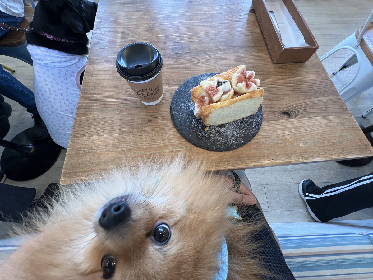 cbr1000rr_kuma's tweet photo. #twotwo #ポメラニアン
#ドッグカフェ #いちじくのシフォンケーキ https://t.co/HMSCrX0vgZ
