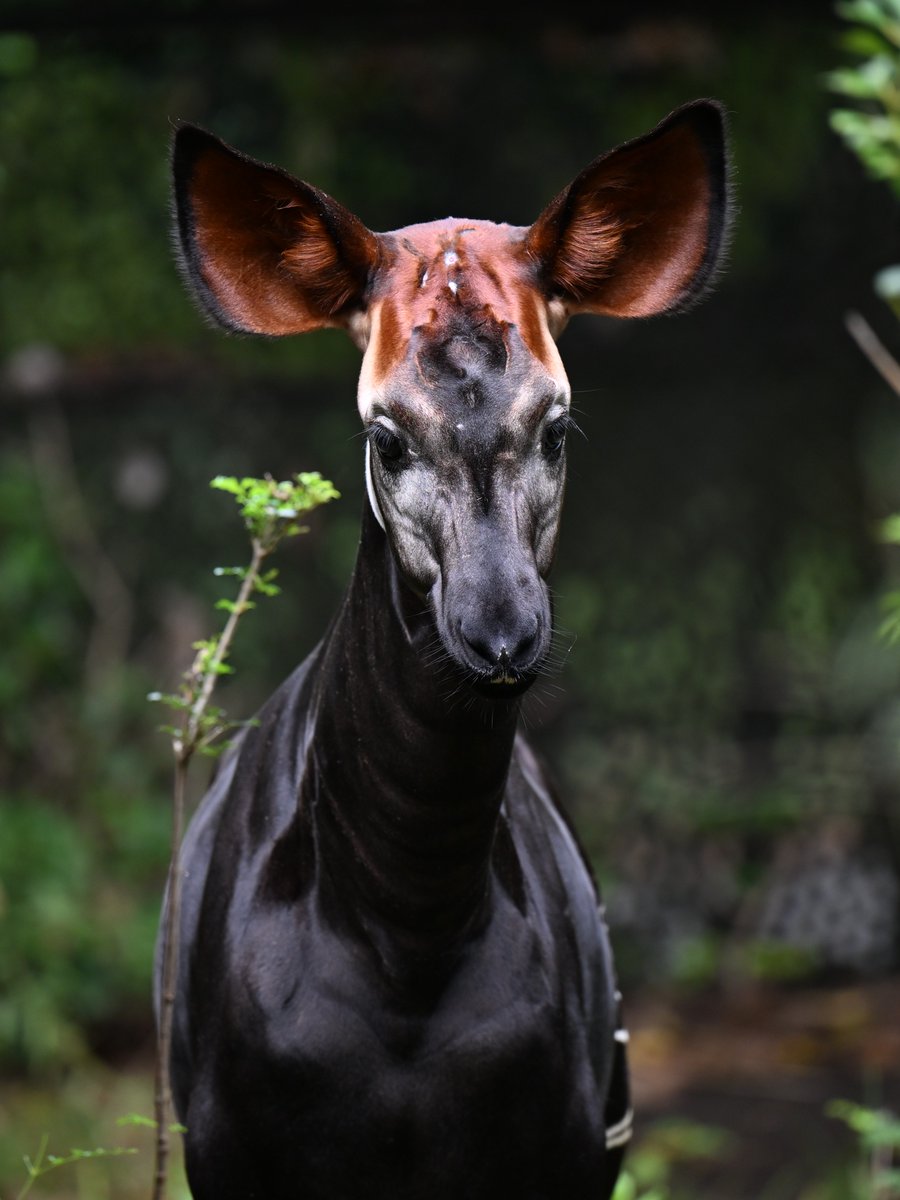 zooman_koichi's tweet image. 今日のフラハ（411日齢）
#オカピ #ズーラシア #okapi #ZOORASIA