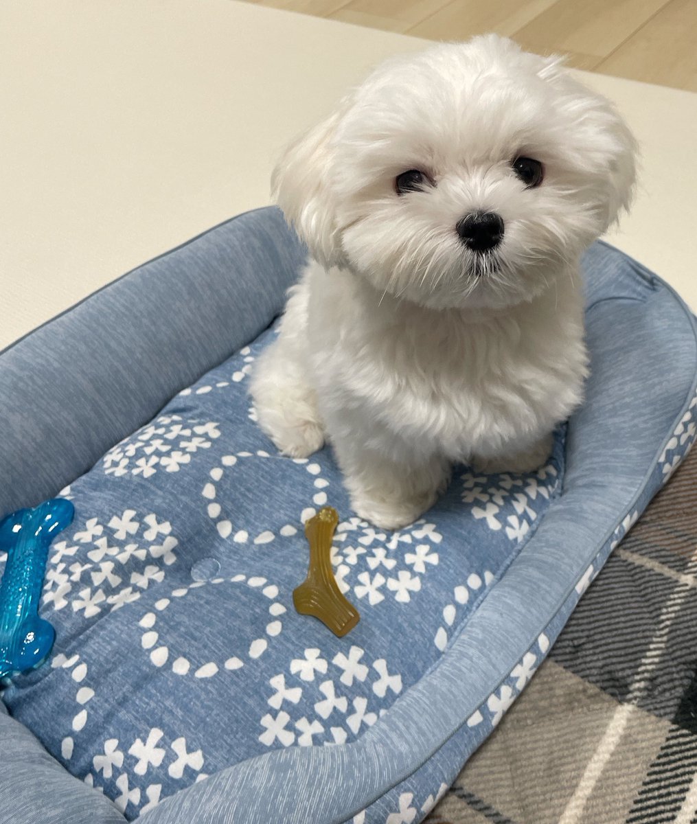 おすわりでおやつおねだり🐶