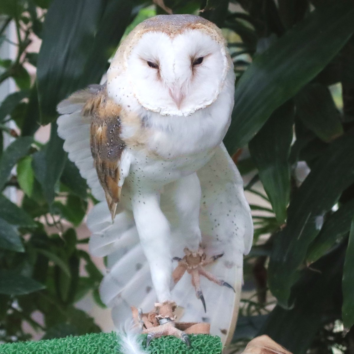 ＊恭ちゃんフクロウ君＊【メンフクロウ】＊レア 恭ちゃん様専用フクロウ君＊【メンフクロウ】＊レア