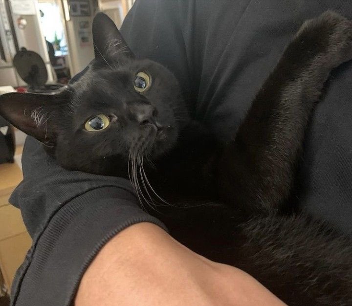 Black cats are not bad luck tweet media
