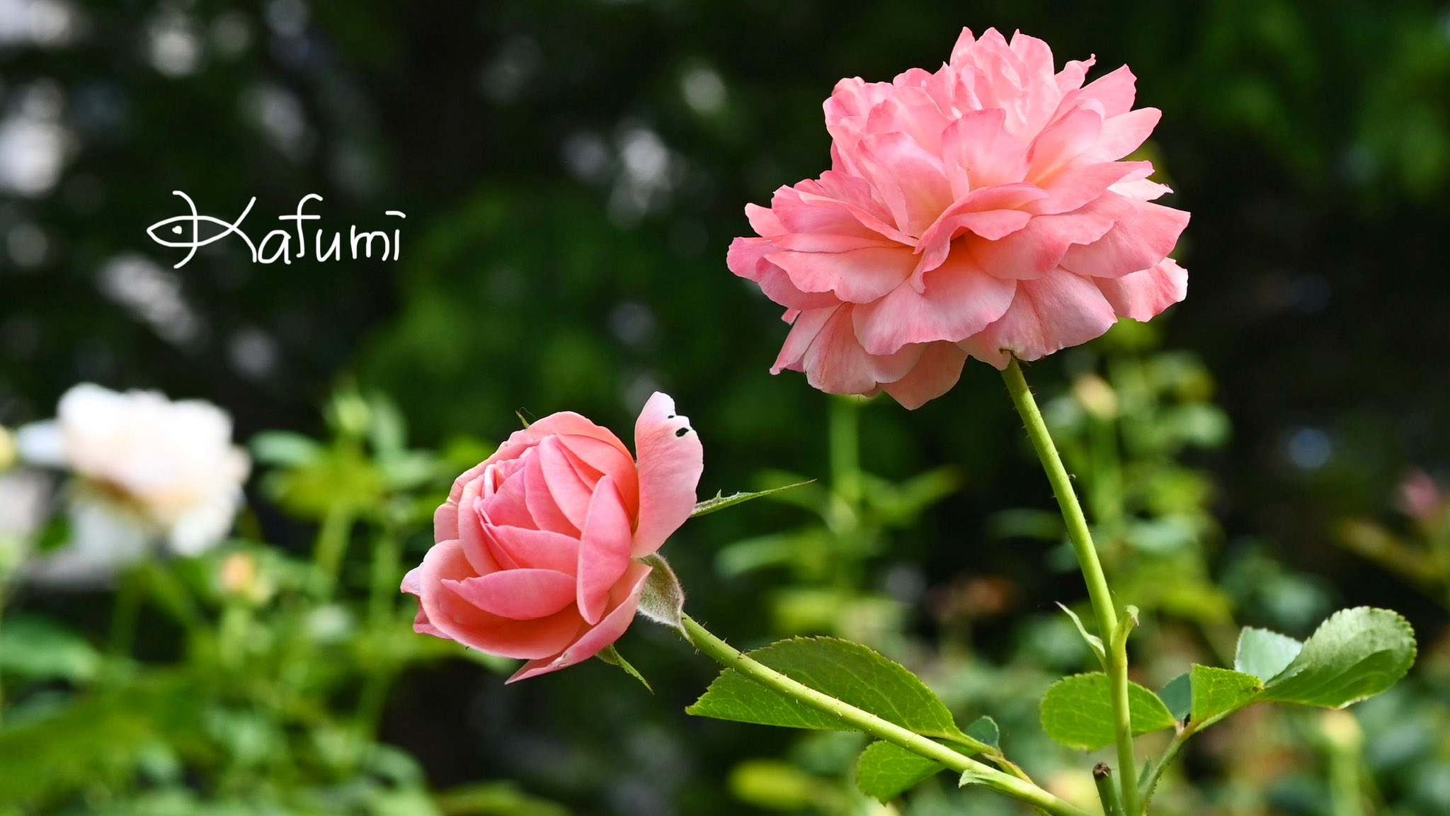 アル✨春爛漫[トイ•プードルファミリーのお花見] sayumi