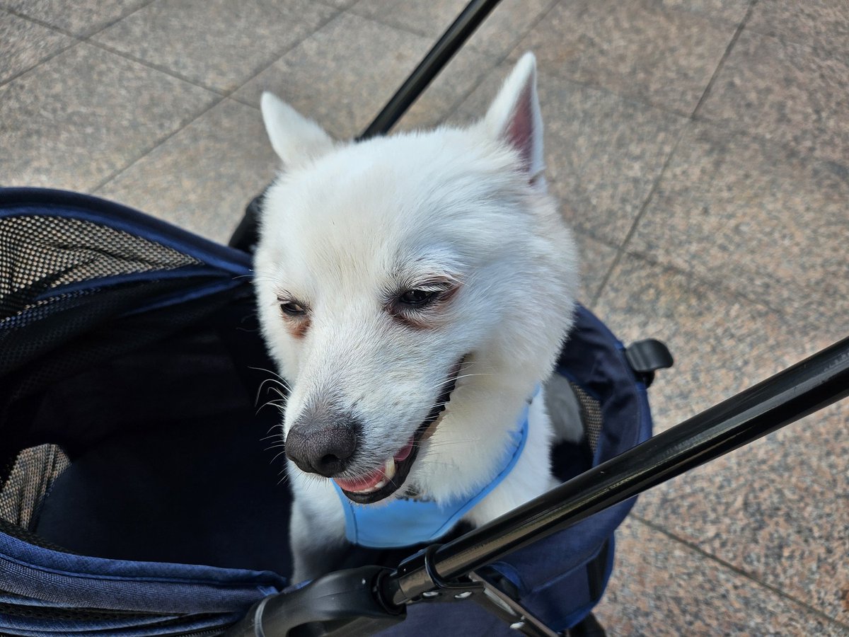 뭇생긴 우리 댕댕