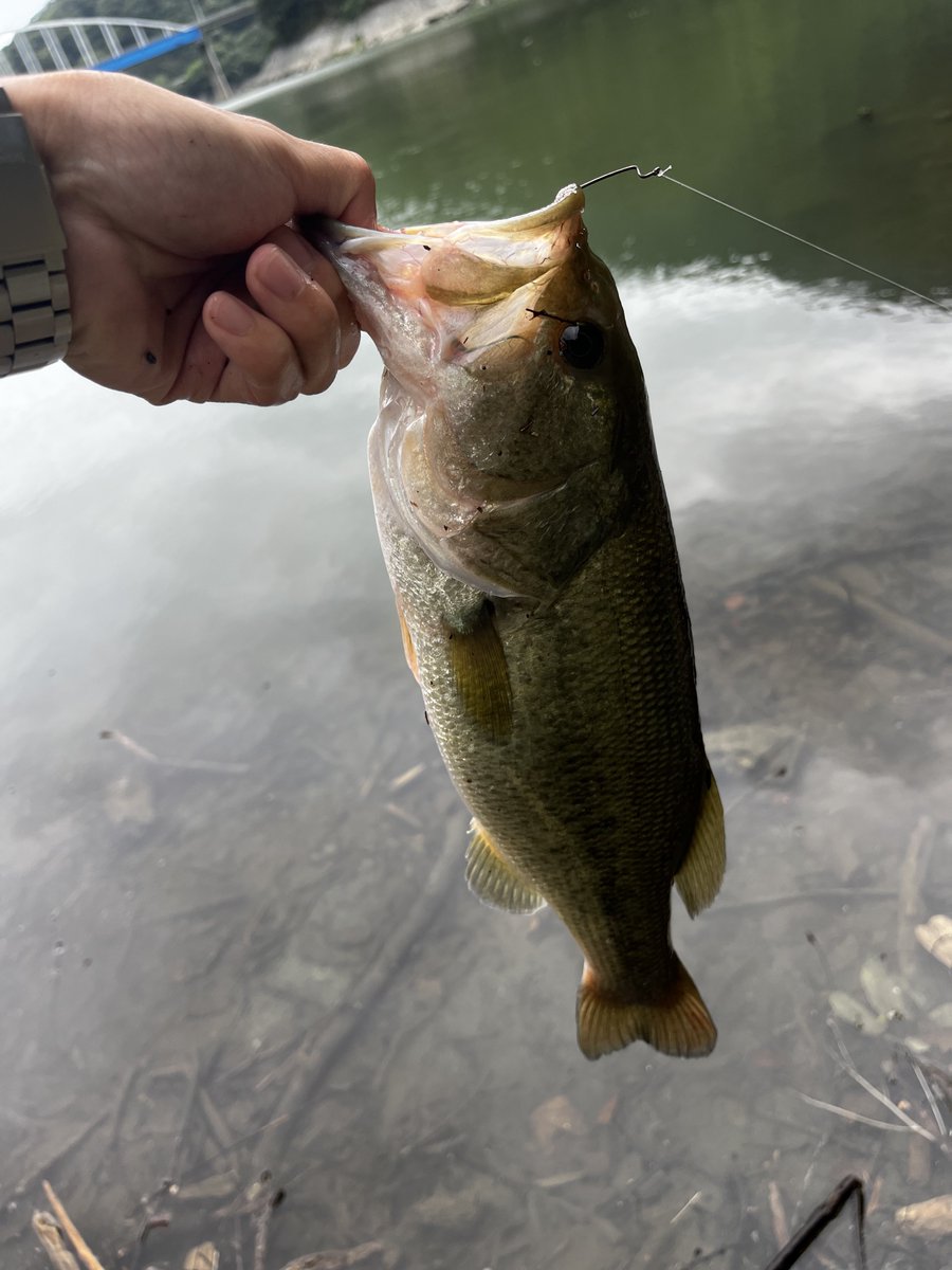 追加40cmジャスト
バルビュータ釣れるね〜