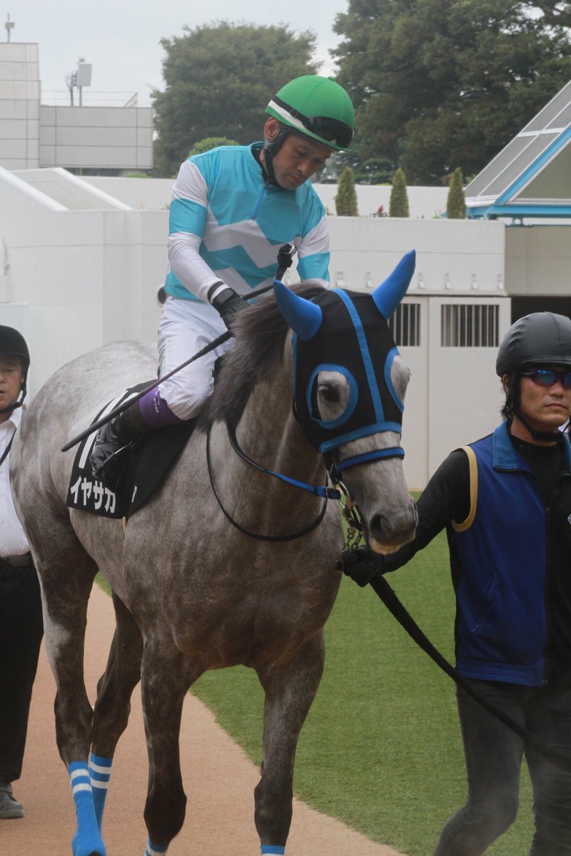 5umauma's tweet photo. 9.14中山　レインボーS

函館遠征や友駿ツアーなどで前走と前前走会えなかったイヤサカちゃんに久々に会えて幸せでした〜( •̥  ̫ •̥ )

今日もイヤサカちゃんおつかれさまでした！ https://t.co/BnCqeTNHHv