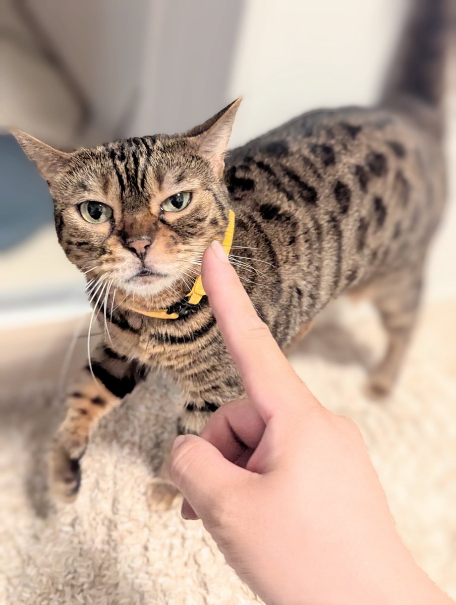 ←かいぬし（類）に対する顔
たまに来る親戚ヅラの人間に対する顔→