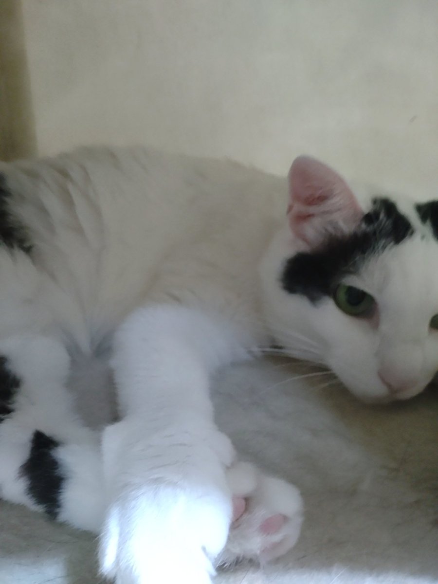 【凜ちゃんを探せ！Part④】
答え合わせでーす🤗

当たった方は、
自己申告してくださいね😆
チビッコ凜ちゃんを
送りまーす😸