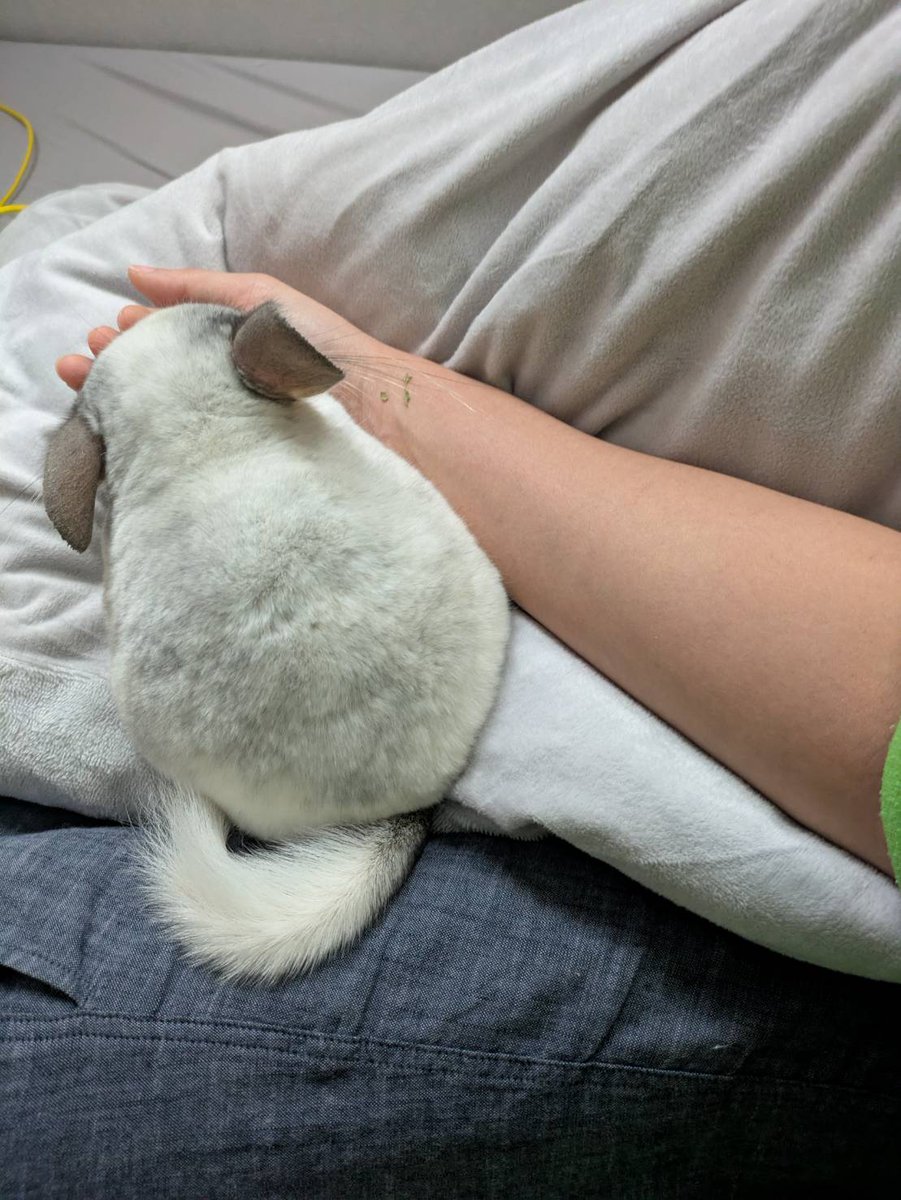 このフォルム愛おしすぎる
#もふもふ報告書