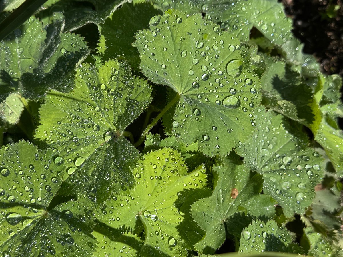 Guten Morgen und einen schönen Sonntag euch allen!
#kleineFreudendesTages 14.09.2025