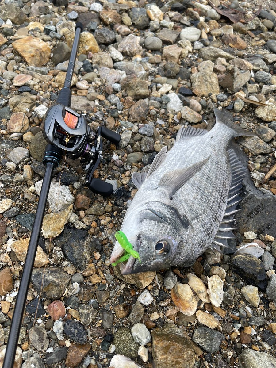 午後から浜名湖チニング🎣
簡単にポンポン釣れる時期はいつくるのやら😅

#寧音
#触角フック
