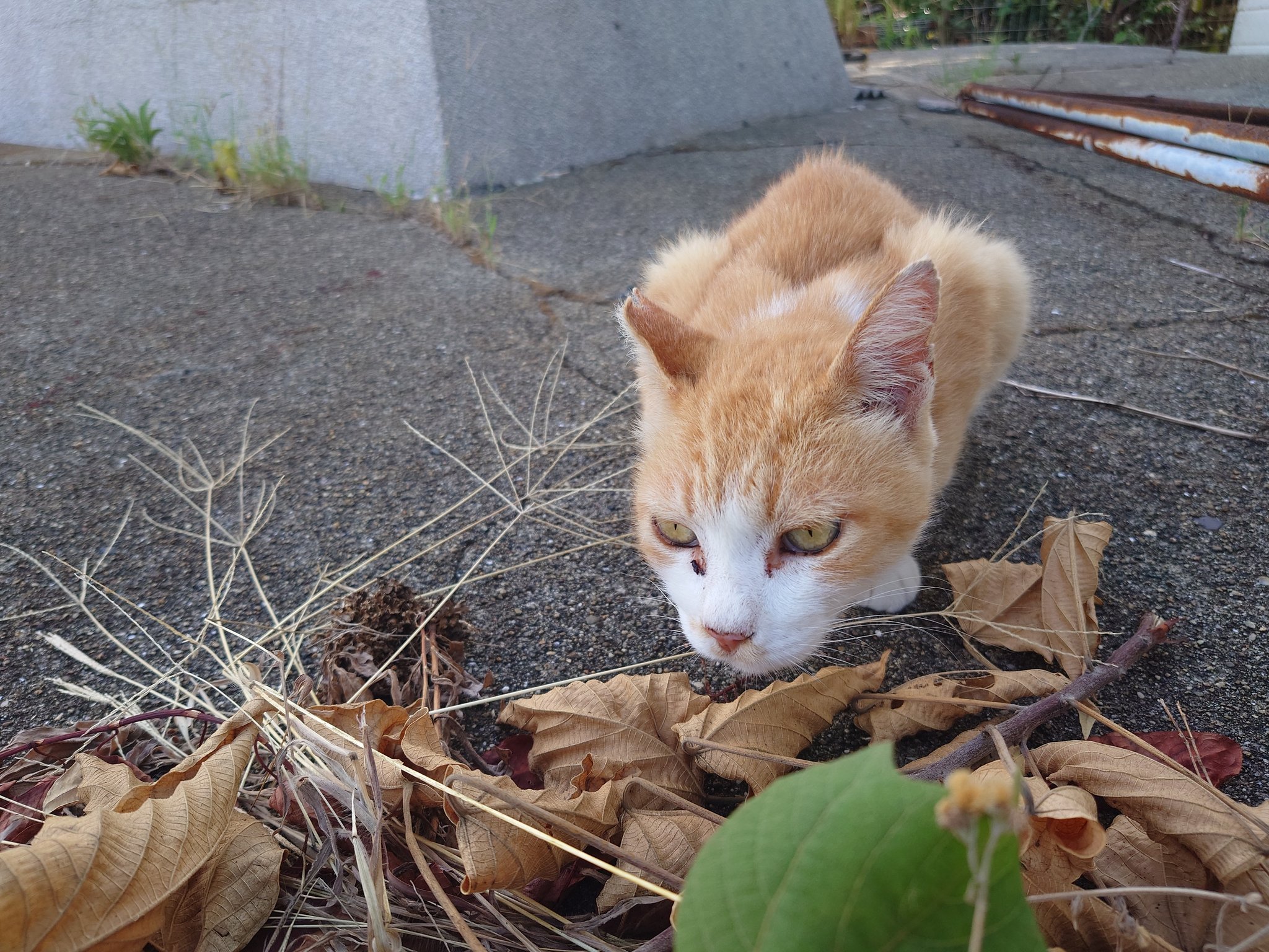 ねこ葉っぱ 吉本花城園 ねこチップ（Lサイズ） 5リットル 観葉植物が元気に