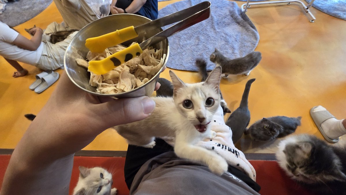 파르페(パフェ)🍨🐬 tweet media