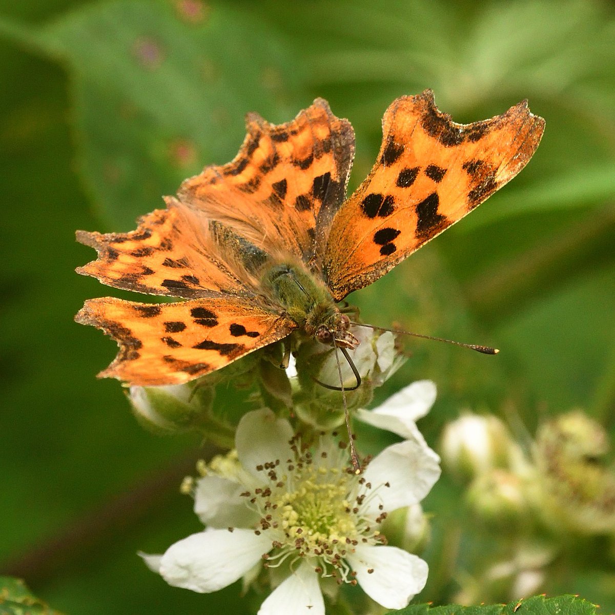 Distressed look. The 'Comma' is a mid sized orange and brown butterfly that has evolved distinctive ragged wing edges with brown undersides to resemble dead leaves, as camouflage. It's named for its comma shaped marking on the underside of its hindwings #Butterflies