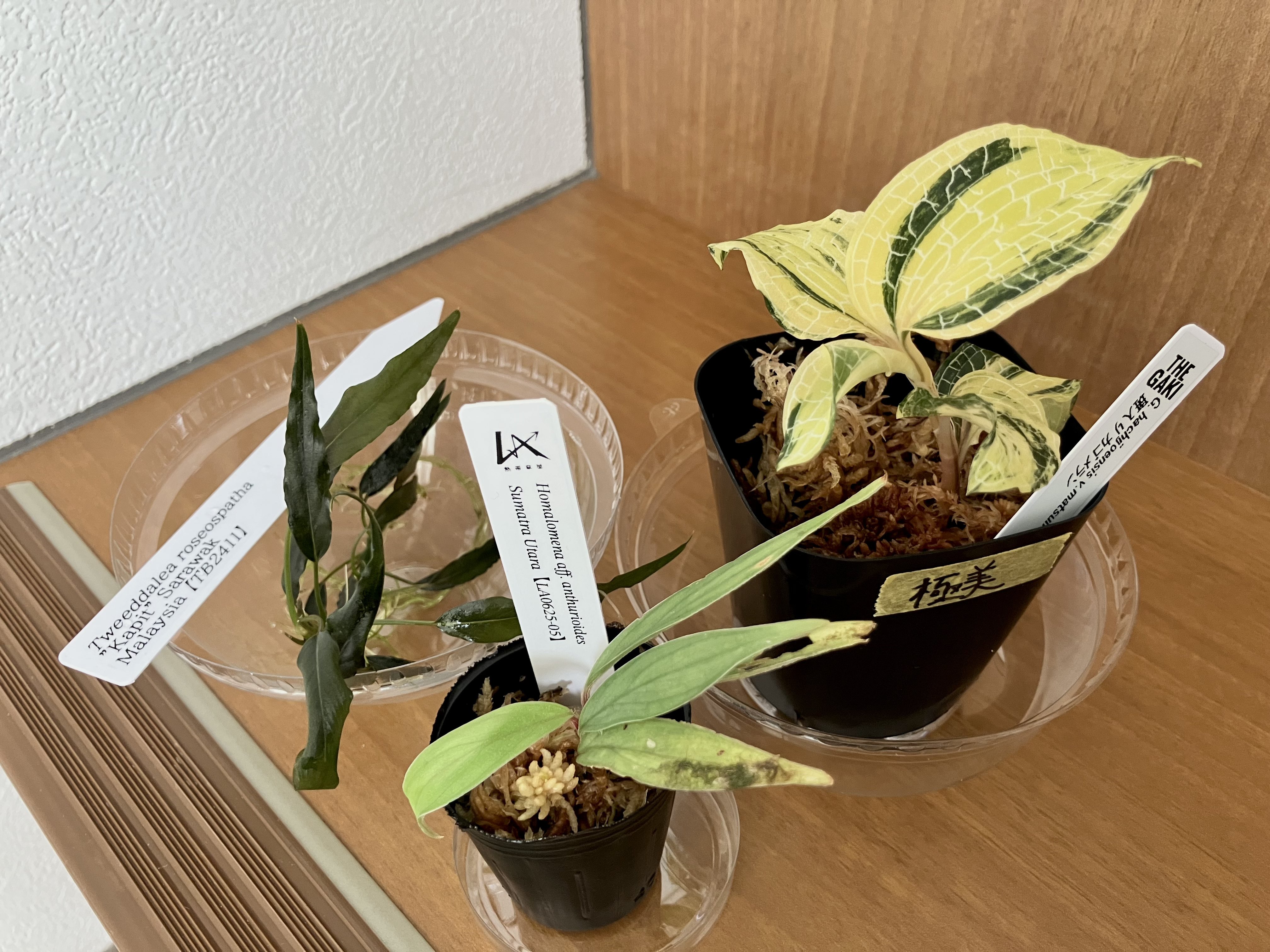 ま*る様 ホマロメナ　ハイブリッド KZT便】ホマロメナ ハイブリット Rec88 K0120-f1 鉢売り – e