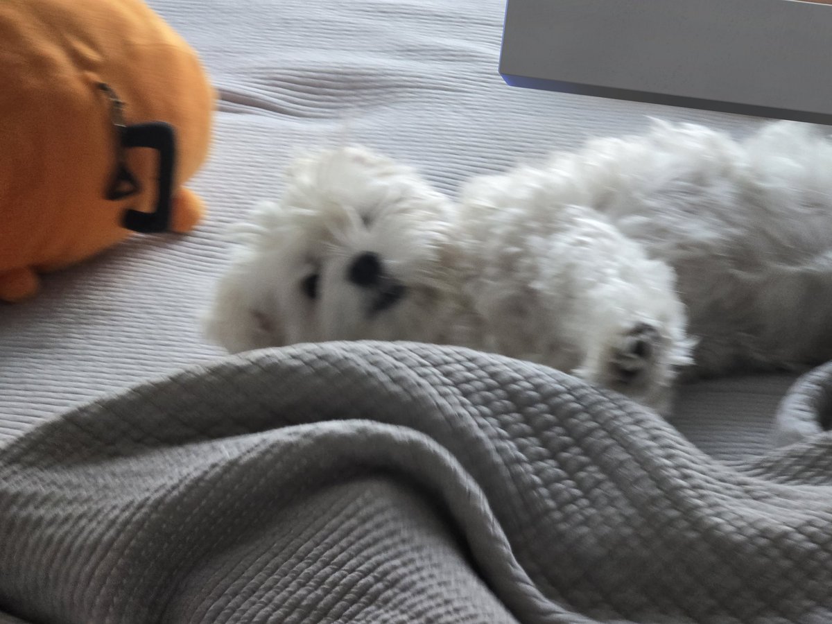 솜이 tweet media