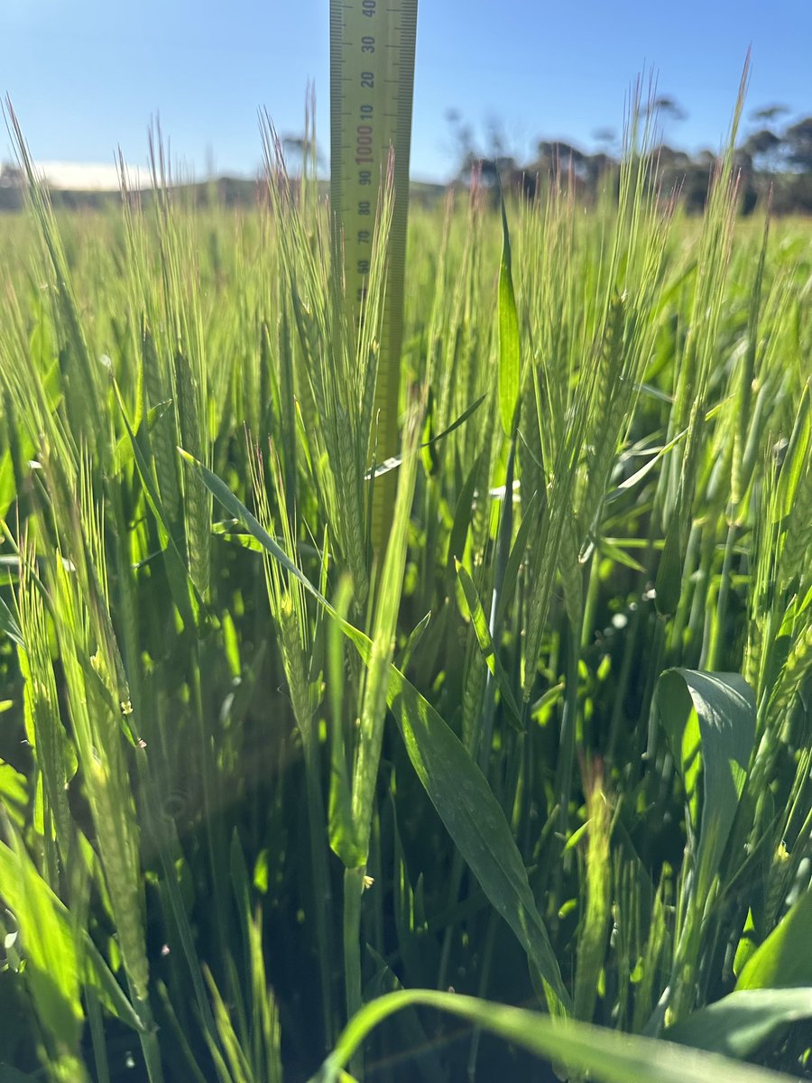 DaleBascomb's tweet image. the barley is looking not too shabby, unsure if itll go malting but im hoping it does for $700/t