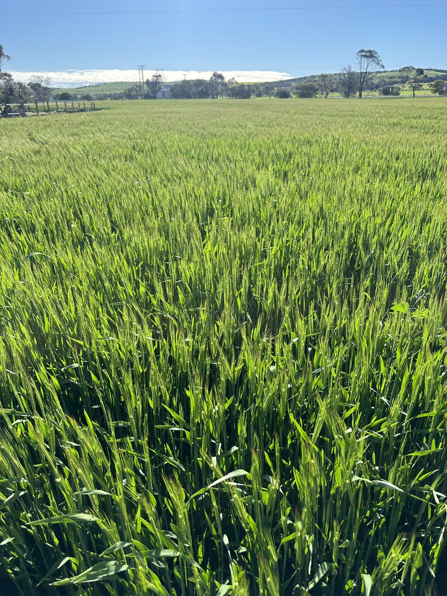 DaleBascomb's tweet image. the barley is looking not too shabby, unsure if itll go malting but im hoping it does for $700/t