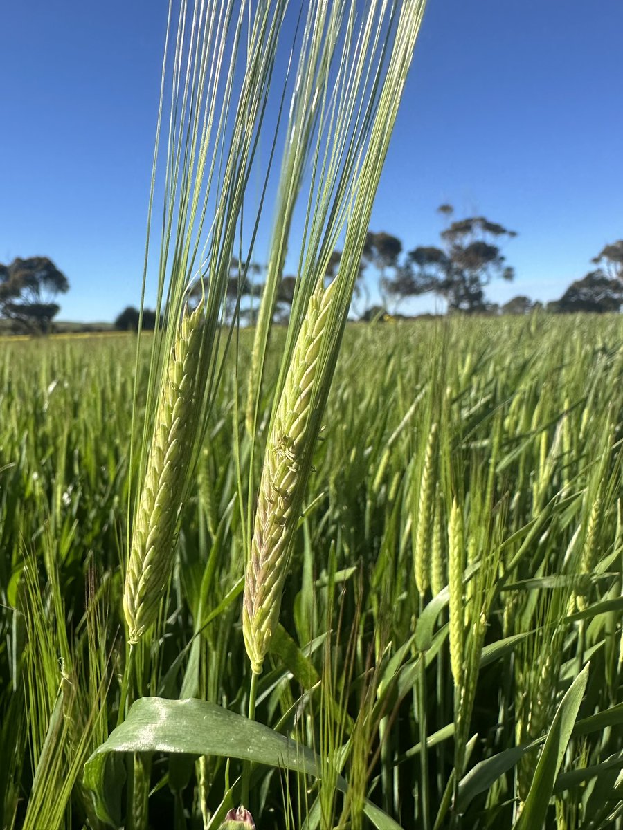 DaleBascomb's tweet image. the barley is looking not too shabby, unsure if itll go malting but im hoping it does for $700/t
