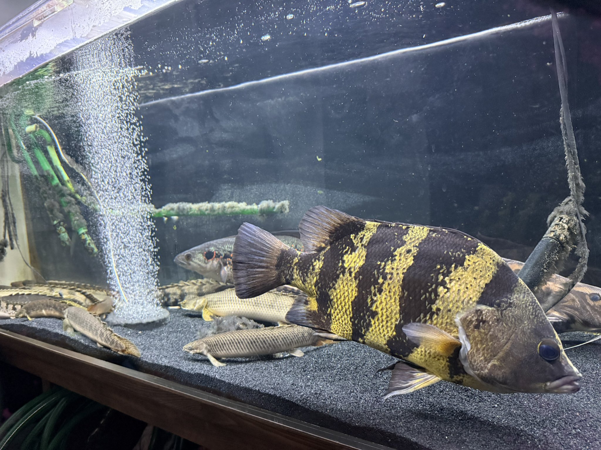 水槽 user_d1832a27 Amazon.co.jp: ベタ水槽 水槽円筒透明ガラス水族館タンク厚みの