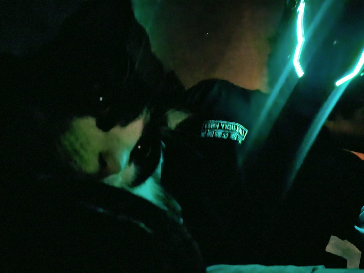 Cat in the dark