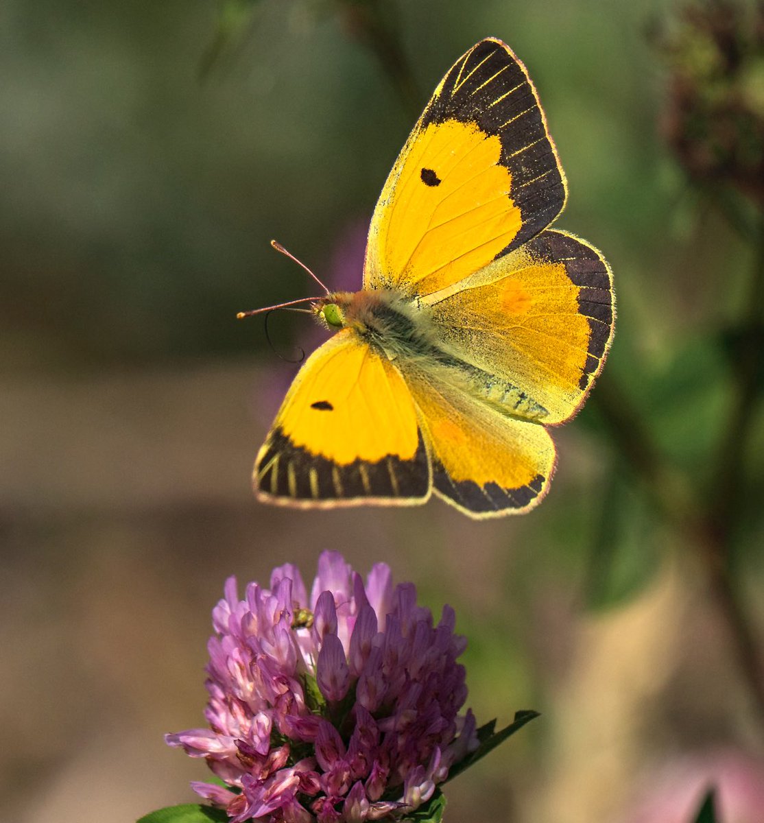 Clouded yellow in flight with the brand new OmSystem 50-200 f2.8 <a href="/OMSYSTEMcameras/">OM SYSTEM Cameras</a> <a href="/savebutterflies/">Butterfly Conservation 🦋</a> <a href="/Natures_Voice/">RSPB</a>