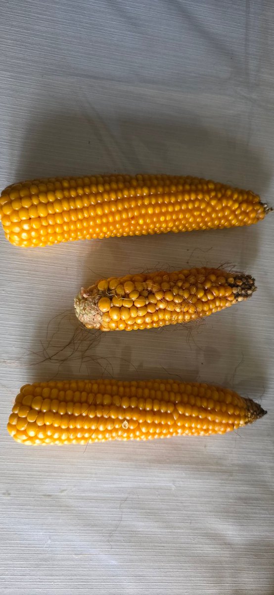 legendre christophe tweet media