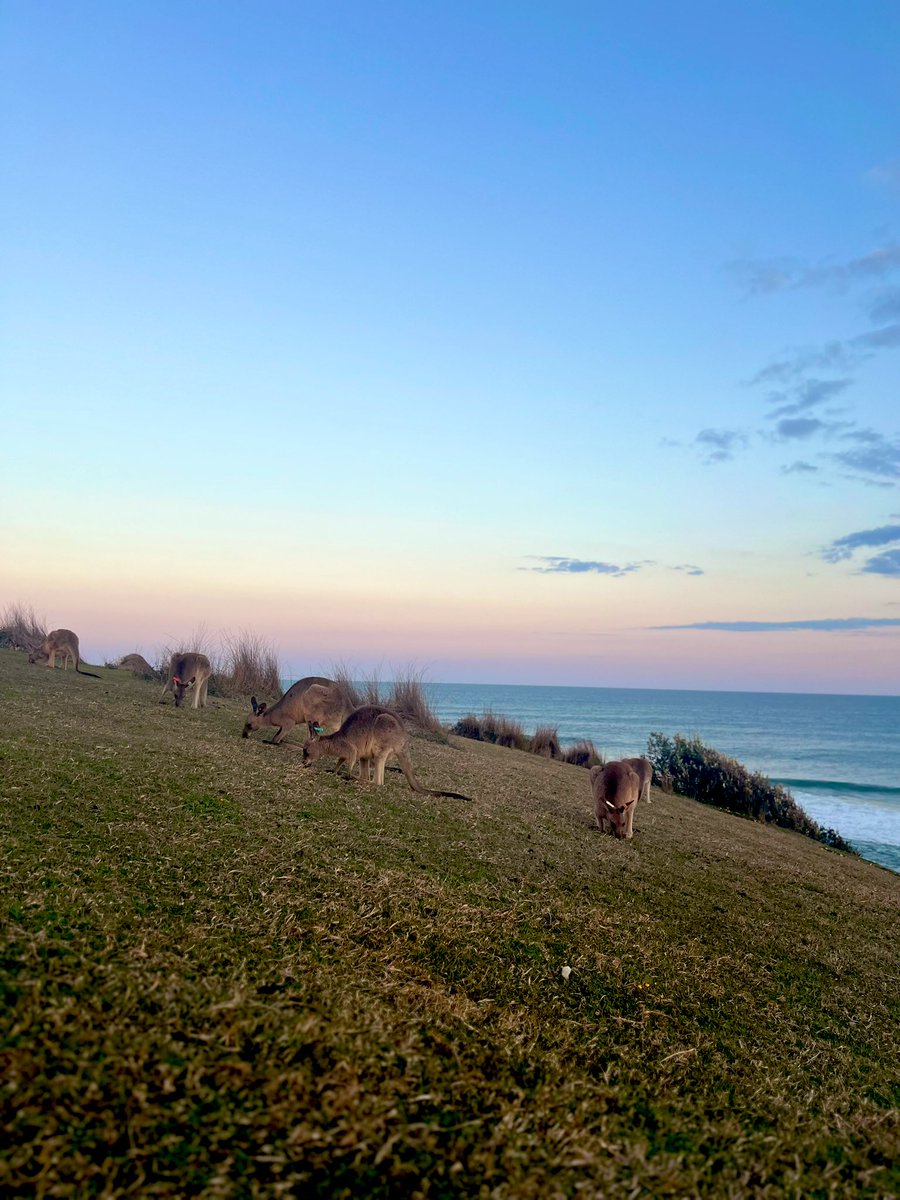 kangaroo चराउदै छु !