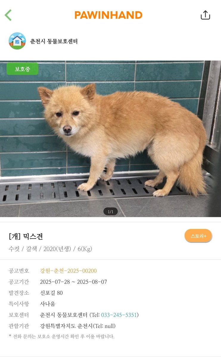 우케이렇게 여우같이생긴강아디가...